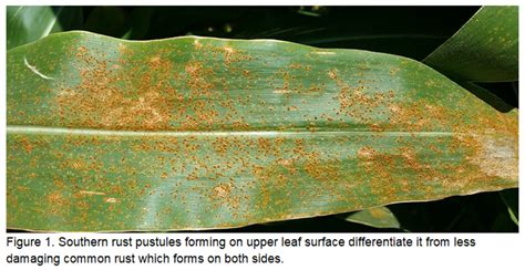 Southern Common Rust In Corn Golden Harvest