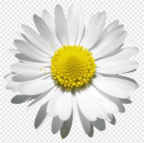 Ромашки наклейки (27 фото)