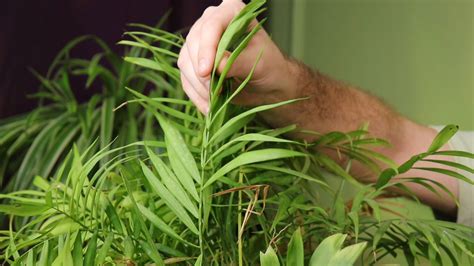 Хамедорея — как ухаживать, пересаживать и спасти, если болеет? Видео ...