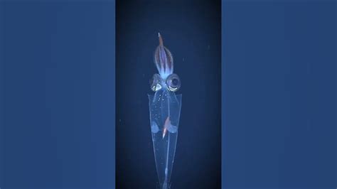 cranchiid    squid youtube