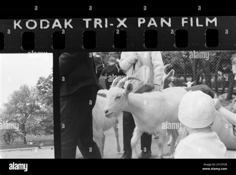 Kodak Tri X Pan Film Strip With An Image Of London Zoo In 1966 Black
