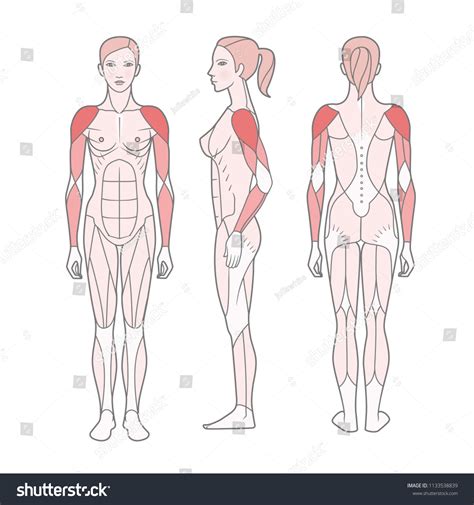 Figure Woman Scheme Basic Trained Muscles Stock Vector (Royalty Free