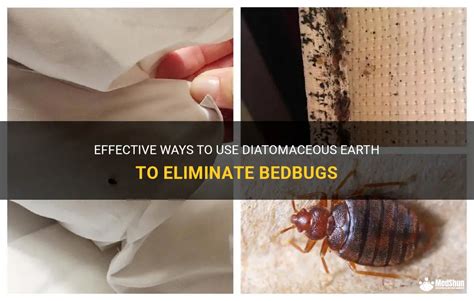 Effective Ways To Use Diatomaceous Earth To Eliminate Bedbugs Medshun