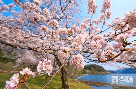 Cherry blossoms in full bloom at Lake Biwa, Shiga Prefecture, Japan ...