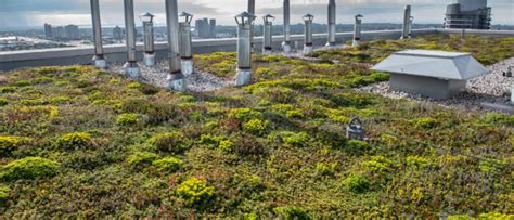 Next Level Stormwater Management A Guide To Green Roof Requirements