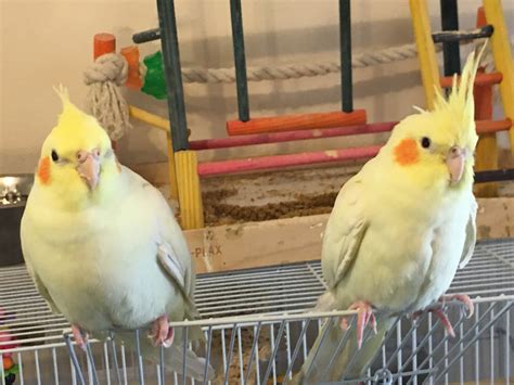 can cockatiel dirty naturally 2
