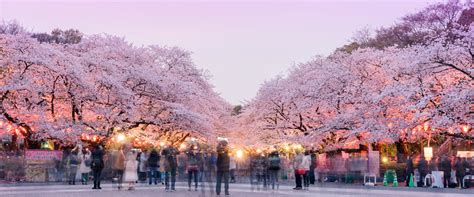 موسم الساكورا في اليابان • مجلة اليابان • The Nippon Times