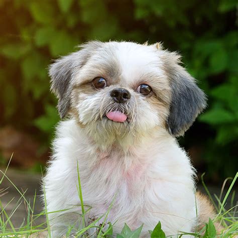 Shih Tzu Puppies For Sale In Florida Uptown Puppies