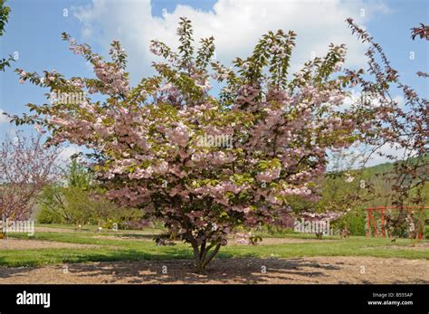 Oriental Cherry, Japanese Cherry (Prunus serrulata), flowering tree