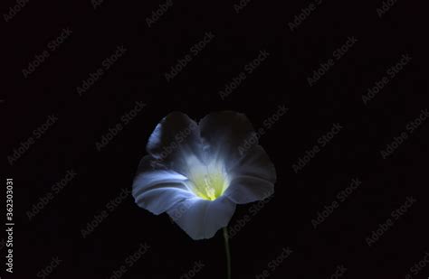 CLose up of a white flower producing light simbolizing energy from ...