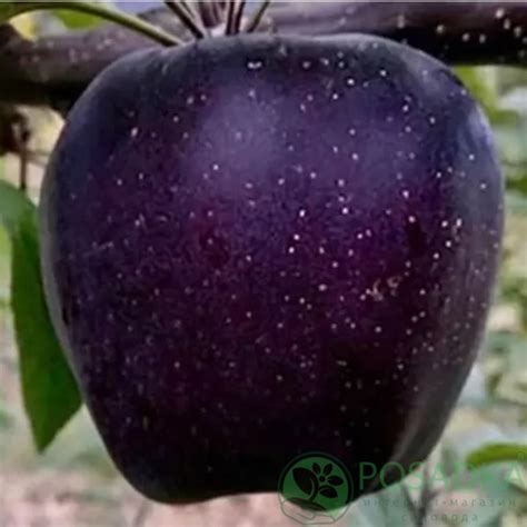 Яблоня Черный бриллиант (Black Diamond) - купить в Киеве, Украине