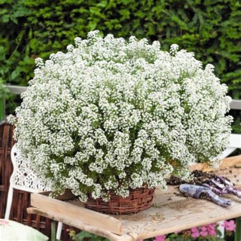 Алиссум вегетативный Сноу Вайт - Незабудка