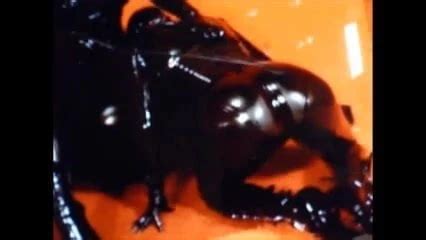 Lick Stooge Femdom Femdom Porn XHamster