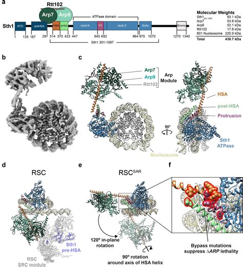 Structural Insights Into Assembly And Function Of The Rsc Chromatin