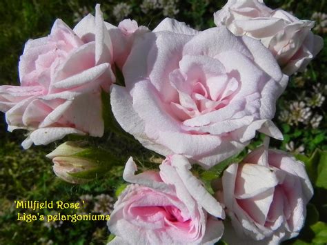 Lìga's pelargoniums.: 'Millfield Rose'