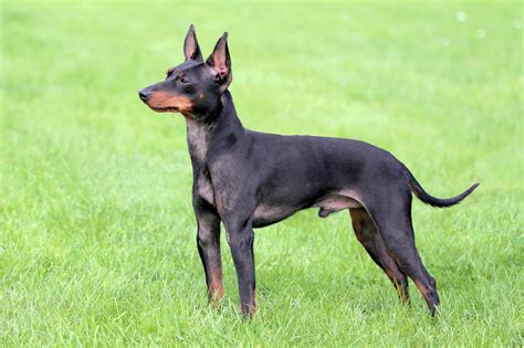 English Toy Terrier Character Nutrition Care