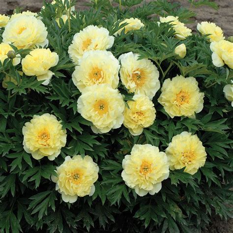 Bartzella Itoh Hybrid Peony, Peony: Jung Seed Company | Пионовый сад ...