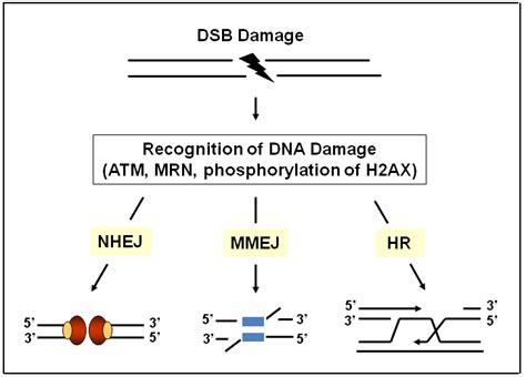 Dna Double Strand Break Repair