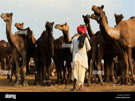 Pushkar Camel Fair Stock Photo Alamy