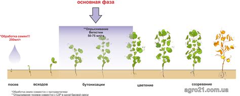"Схема роста бройлеров"