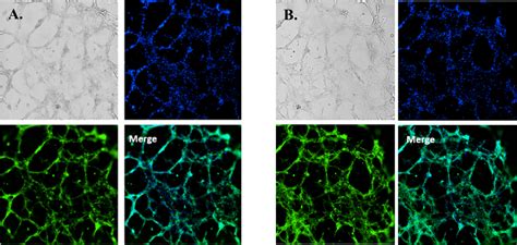 Xeno Free Angiogenesis Cell Models Using The Vitrogel System Thewell