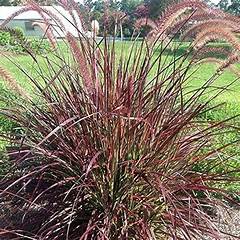 Purple Fountain Grass