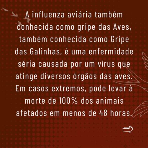 Gripe Das Aves Cuidado E Preven O Prefeitura Municipal De Conquista Mg