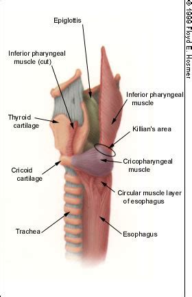 Cricopharyngeus