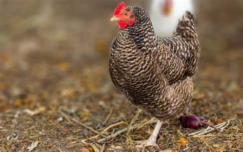 California Grey Chicken Breed Profile And Facts Learnpoultry