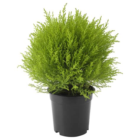 Купить Растение в горшке CUPRESSUS MACROCARPA, кипарис, шар в ИКЕА ...