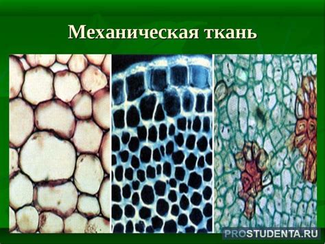 Особенности механической ткани: где находится волокно и его роль в ...