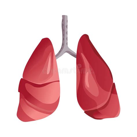 Icono De Anatomía Pulmonar Humana órganos Internos Del Logotipo Del