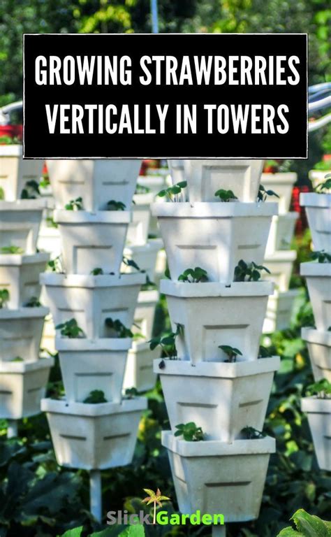 Growing Strawberries Vertically In Towers Slick Garden Growing