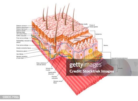 anatomy   human skin high res vector graphic getty images