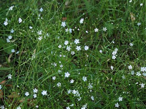 Stellaria graminea - Изображение особи - Плантариум
