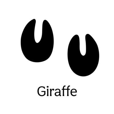 Giraffe Footprint Vector Art, Icons, and Graphics for Free Download