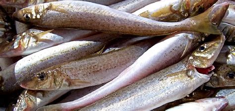 whiting meaning symbolism  totem detailed explanation