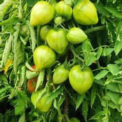 Томат Сахарная Настасья: описание сорта, ОТЗЫВЫ (28), фото | tomatland.ru