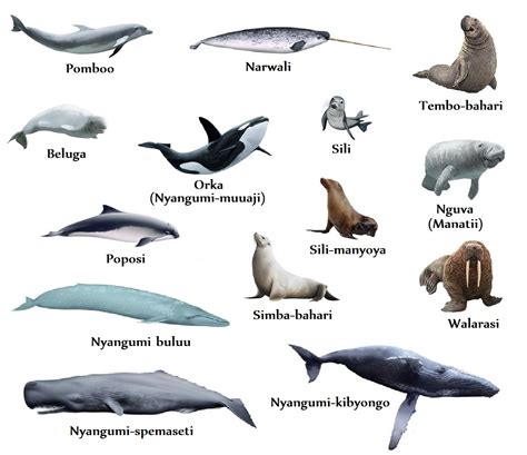 Swahili Land: Mamalia wa Bahari (Marine Mammals)