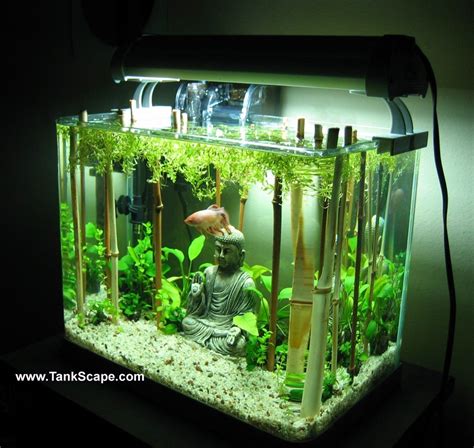 Betta Tank With Bamboo Forest Aquarium Terrarium Aquascape Aquarium