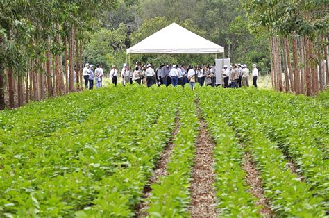 Dia De Campo ILPF Portal Embrapa