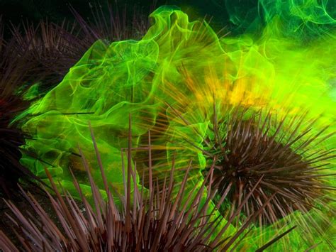 relationship between sea urchins and water clarity 2
