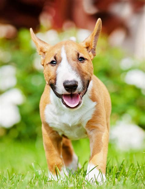 bull terrier    breed