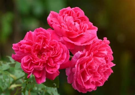 14 Beautiful Roses as Hedges to Border Your Yard