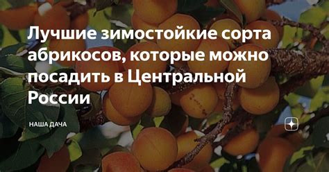Лучшие зимостойкие сорта абрикосов, которые можно посадить в ...