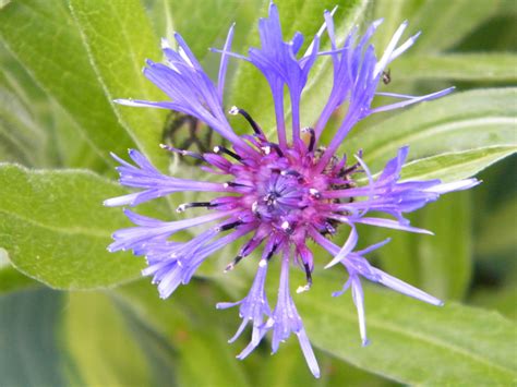 Blauwe Bloemen Vaste Plant Bloemen