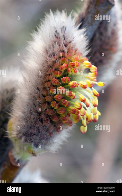 Close Up Photo Of Pussy Willows Outburst Stock Photo Alamy