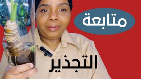 تجذير نباتاتي نمو وتطور نباتاتمنزلية نباتاتداخلية تجذير Youtube