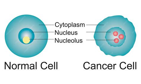 normal  cancer cell premium vector