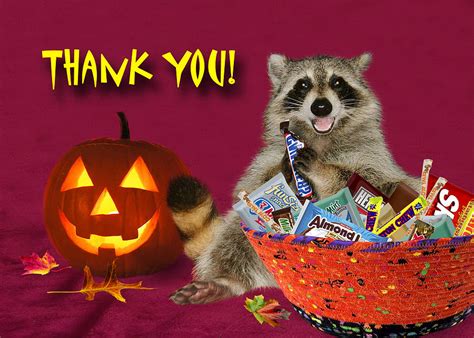 Thank You Halloween Raccoon Photograph By Jeanette K